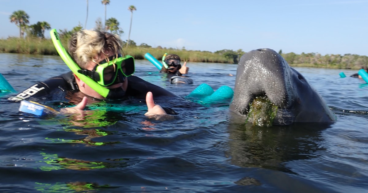 Crystal River VIP Manatee Swim W In Water Photographer GetYourGuide   148 