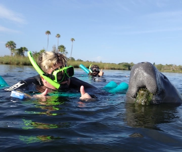 Crystal River: VIP Manatee Swim w/ In-water Photographer