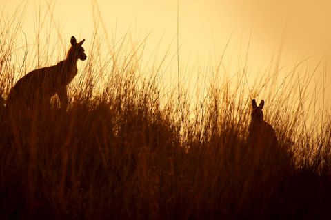 Intimate Blue Mountains Wild Kangaroos, Wilderness & Sunset