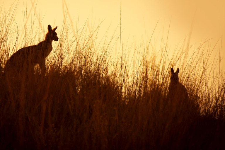 Intimate Blue Mountains Wild Kangaroos, Wilderness & Sunset