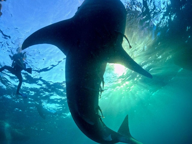 From Lombok: 2-Day Sumbawa Tour & Swim with Whale Sharks