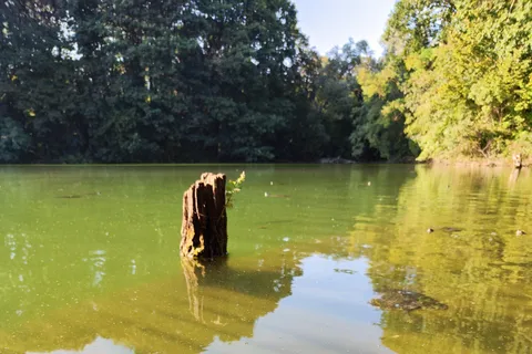Senderismo en el Bosque con picnic en el lago de las tortugas