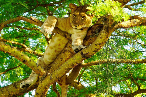 Rwanda&amp; Burundi: Primates, Big Five And Cultural Experience