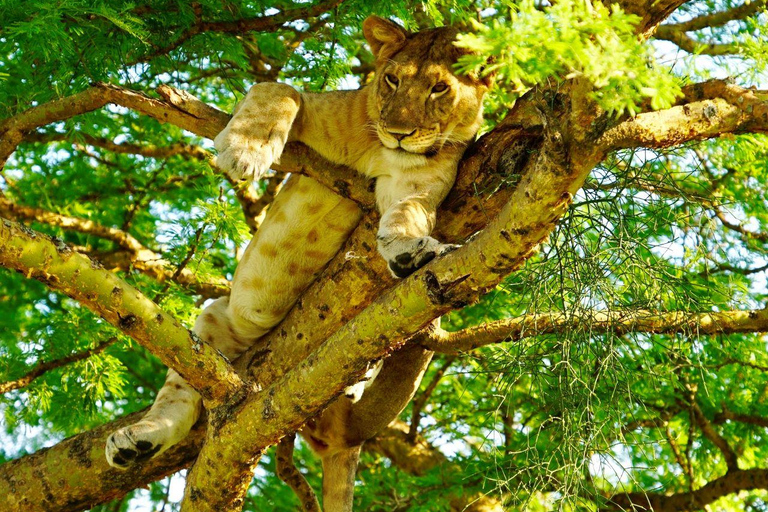 Rwanda&amp; Burundi: Primates, Big Five And Cultural Experience