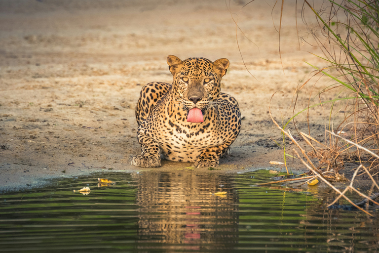 From Bentota: All Inclusive Yala National Park Jeep Safari Mirissa/Weligama/Matara/Tangalle: Yala Leopard Safari