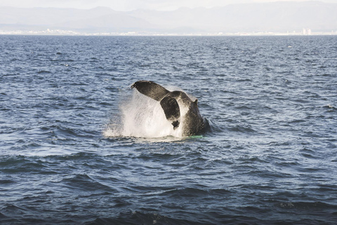 Whale Watching from Akureyri - Small Group Tour (Hjalteyri)