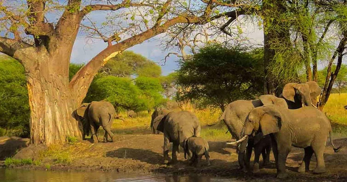 Tarangire National Park Tagesausflug Getyourguide