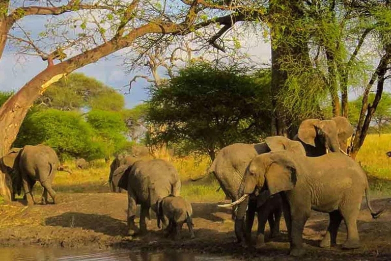 Safari de lujo de 7 días por lo mejor de Tanzania