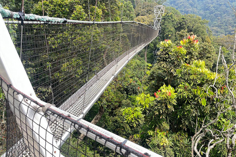 2 dias de caminhada com chimpanzés e pernoite na floresta tropical de Nyungwe