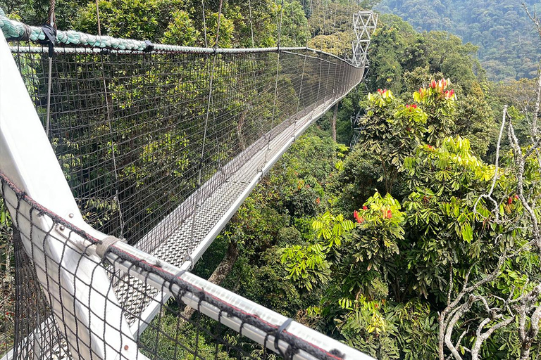 2 giorni di trekking con gli scimpanzé e pernottamento nella foresta pluviale di Nyungwe