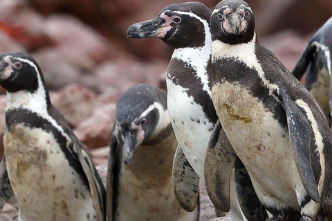 Heldag Paracas och Ballestas-öarna