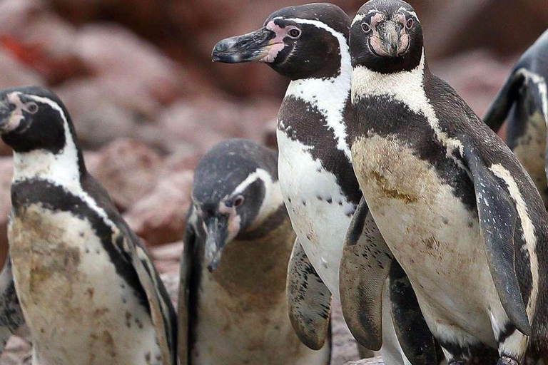 Dia inteiro nas ilhas Paracas e Ballestas