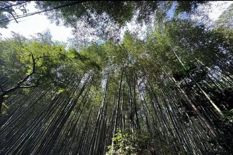 Kioto y Nara: Recorrido por el Patrimonio y las Maravillas Naturales（Desde Osaka)