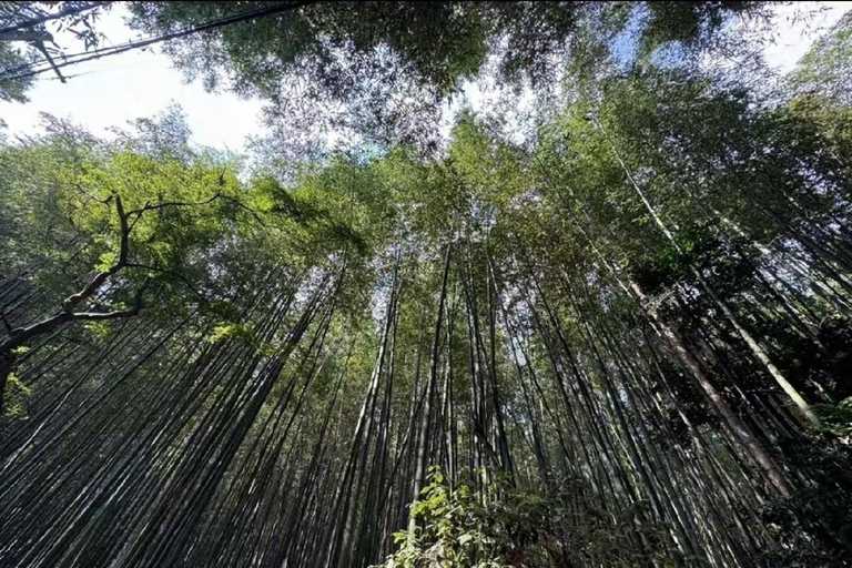 Kyoto &amp; Nara: Erfgoed en natuurlijke wonderen tour (vanuit Osaka)