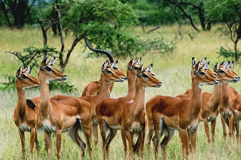 From Maputo: Special Reserve Safari with Ponto do Ouro Visit