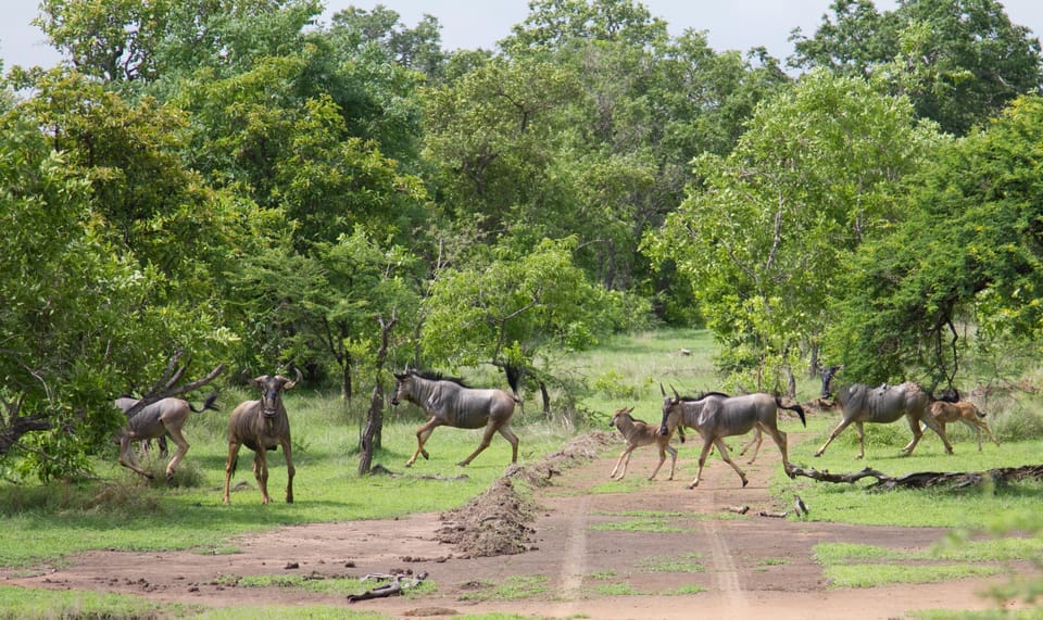 3 Days Nyerere National Park Safari Selous Game Reserve Getyourguide