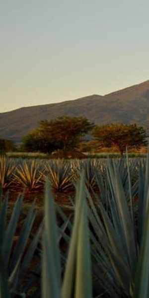 Guadalajara, The Tequila Excursion - Housity