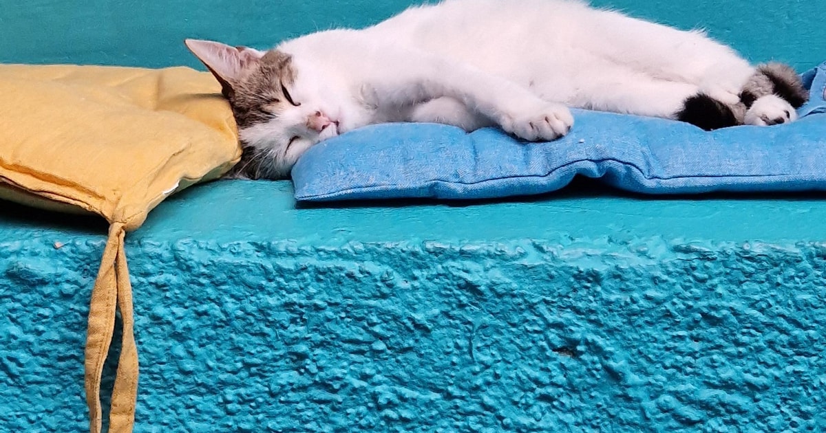 Neighborhood Cat