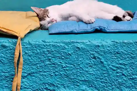 Atenas: Visita ao Cat Cafe com Drink and Sweet