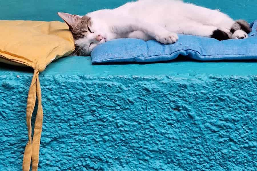 Athen: Katzencafé-Besuch mit Drink und Süßem