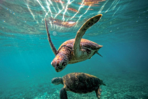 Mirissa Guided Snorkeling Tour with Sea Turtle & Coral Reef