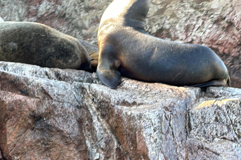 Paracas e Huacachina: Ilhas, Dune Buggy e Piquenique ao Pôr do SolParacas e Huacachina: Ilhas, Buggy nas Dunas e Piquenique ao Pôr do Sol