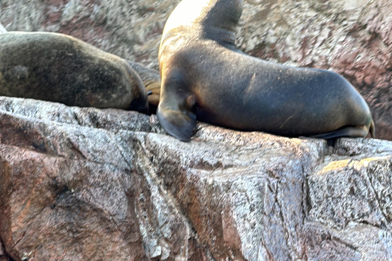 Paracas e Huacachina: Ilhas, Dune Buggy e Piquenique ao Pôr do SolParacas e Huacachina: Ilhas, Buggy nas Dunas e Piquenique ao Pôr do Sol