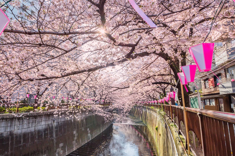 Cherry Blossom Seasonal Special: Classic Tokyo Day Tour Includes beef set meal
