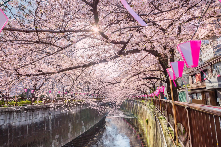 Cherry Blossom Seasonal Special: Classic Tokyo Day Tour Includes beef set meal