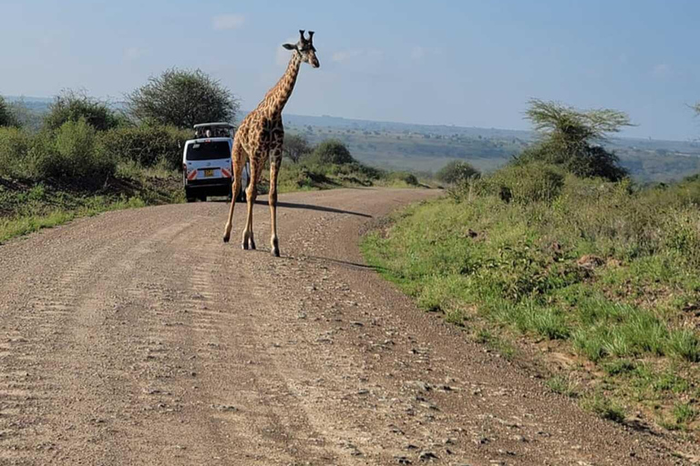 Nairobi: Nairobi National Park Safari with Guide