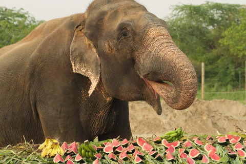 From Delhi : Elephant Conservation and Care Centre -Wildlife