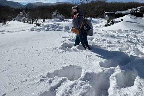 Jeju: Winter SouthWest Tangerine Pick, Snow, Camellia, Tour