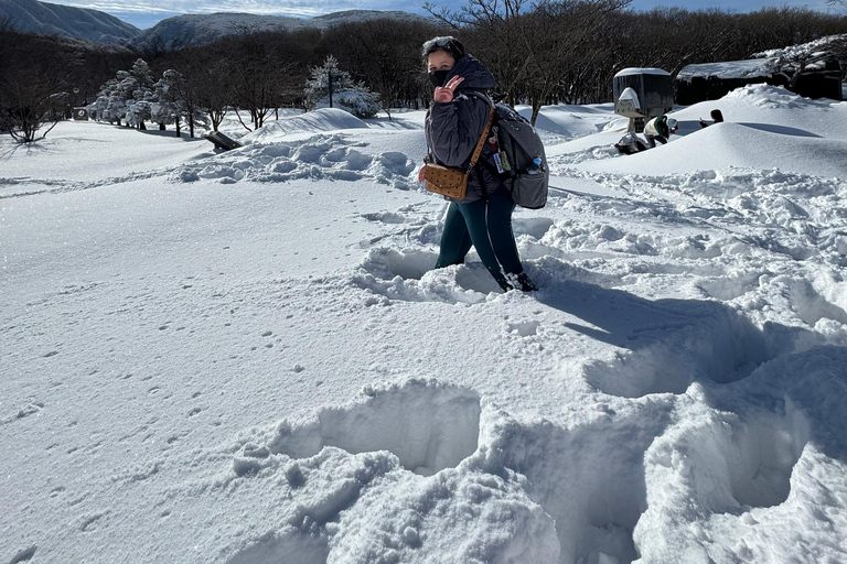 Jeju: Winter SouthWest Tangerine Pick, Snow, Camellia, Tour
