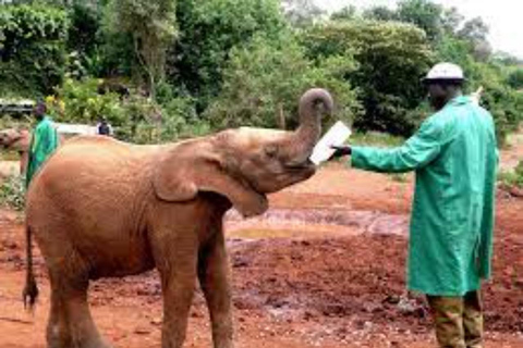 Nairobi: National Park, Elephant Orphanage & Giraffe Center