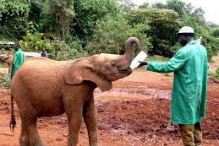 Nairobi: National Park, Elephant Orphanage & Giraffe Center