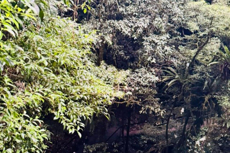 Brisbane: Natural Bridge, Glow worms & Magic Sky View