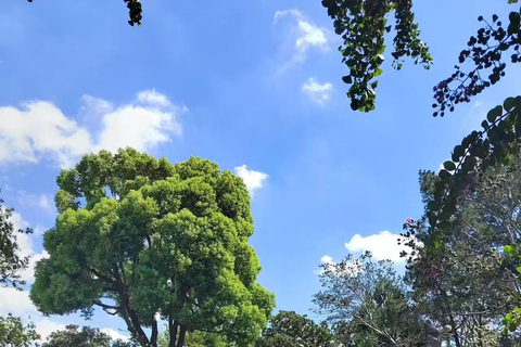 Suzhou: UNESCO Lion Grove Garden Ticket (Stone Maze)