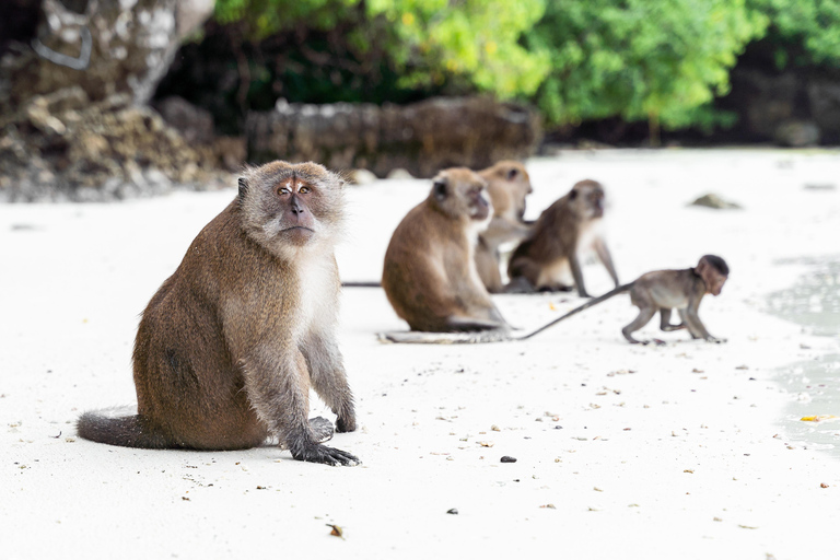 From Khao Lak: Phi Phi, Maya bay & Khai island Day Trip