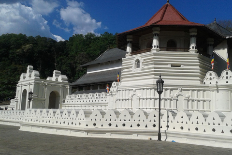 Excursión de un día de Colombo a Kandy, Pinnawela y la Fábrica de Té