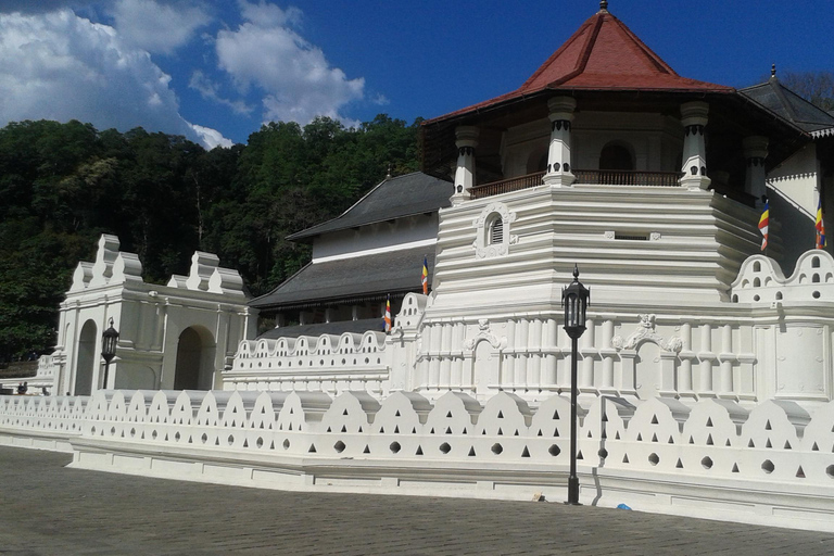 Excursão de um dia de Colombo a Kandy, Pinnawela e Fábrica de Chá