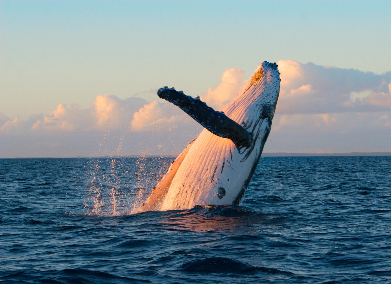 Oahu: Miljøvenlig eftermiddagshvalsafari i Waikiki