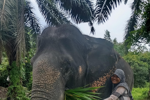 Koh Lanta: tour di mezza giornata con campo di mangrovie ed elefanti