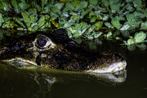 From Puerto Maldonado: 2 Days Sandoval Lake -Into the Jungle