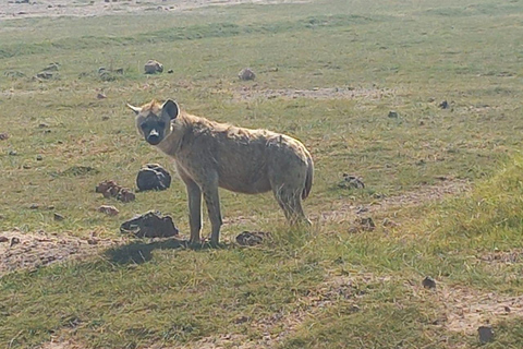 VIAGEM DE 1 DIA PARA O PARQUE NACIONAL DE AMBOSELI SAINDO DE NAIROBI, COM ORÇAMENTO LIMITADO.