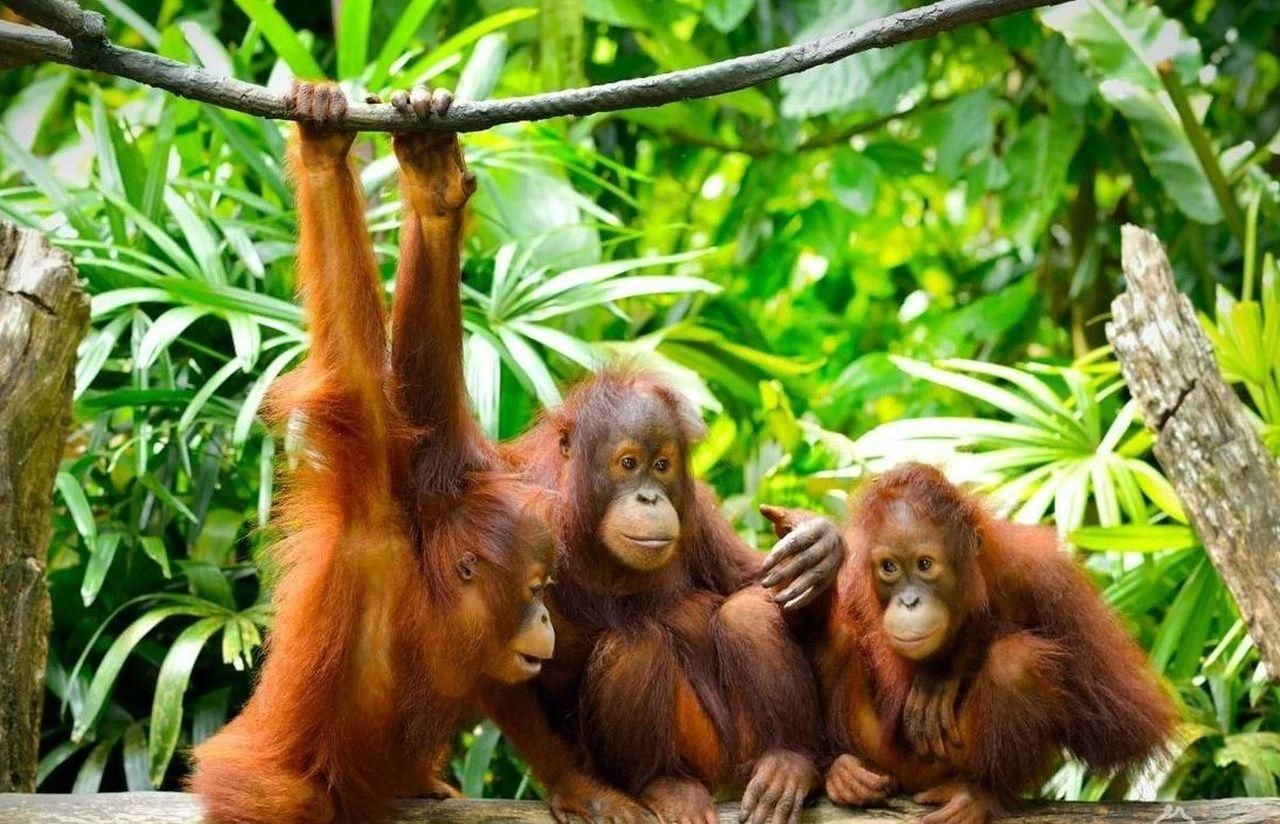 Sandakan: Orang-Utan- und Malayenbären-Tour in Sepilok mit Mittagessen