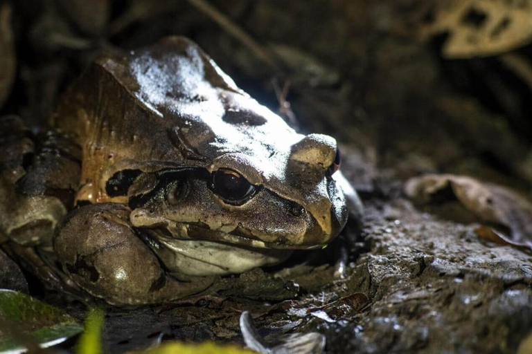 Da Iquitos | Escursione - Alba e avvistamento in 5 giorni