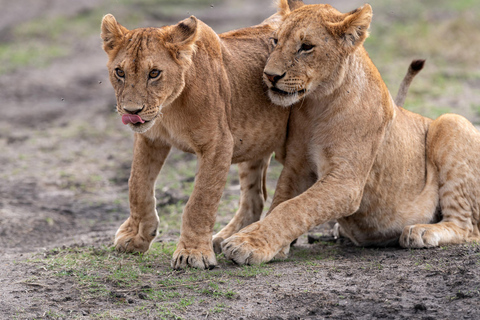 Nairobi: Safari de 3 dias em Maasai Mara com alojamento.AW