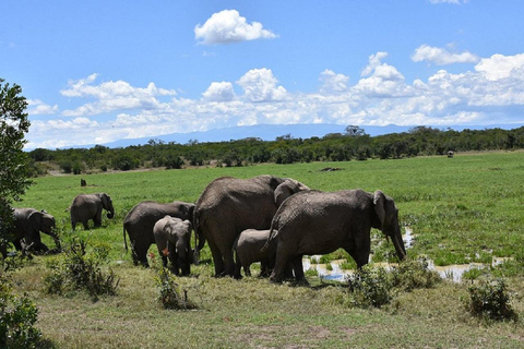Nairobi: Ol Pejeta Conservancy Day Trip with Game Drives