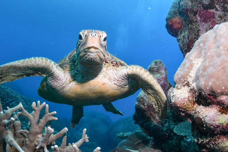 Cairns: Great Barrier Reef Cruise with Gold Class Lounge