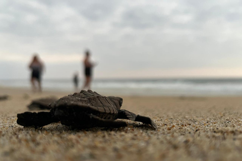 Excursion to Puerto Escondido from Oaxaca: Beaches and the Oaxacan Coast